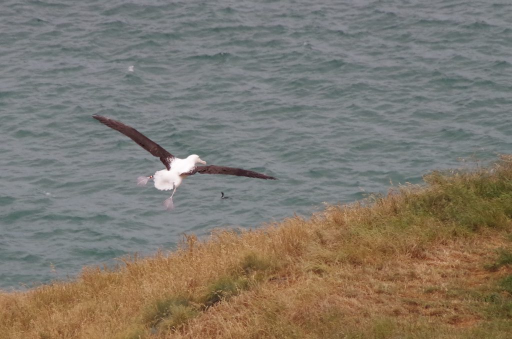 royal_albatross_landing